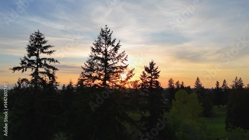 sunset in the forest