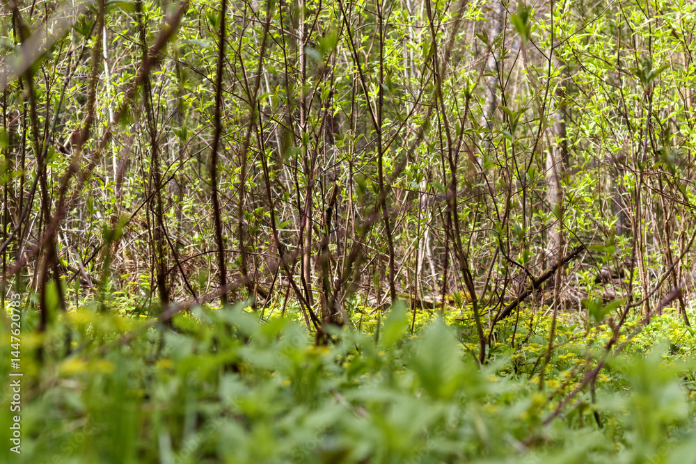 Fototapeta premium A forest in spring, with greening plants and grass in the foreground, and many trees with newly blossomed, light green leaves in the background.