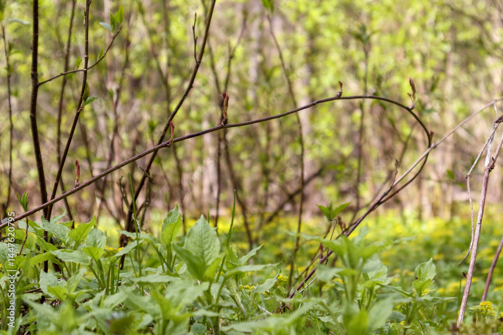 A forest in spring, with greening plants and grass in the foreground, and many trees with newly blossomed, light green leaves in the background.
A forest in spring, with greening plants and grass in the foreground, and many trees with newly blossomed, light green leaves in the background.