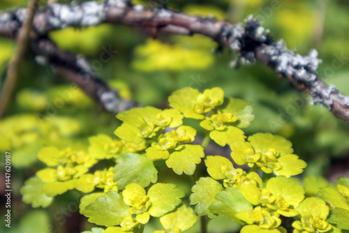 
A flowering creeping goldenrod plant with round, toothed leaves and small, bright yellow flowers that grow among branches and other ground cover.