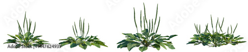 Set of Plantago major (the broadleaf plantain, white man's footprint, waybread, or greater plantain) frontal isolated png on a transparent background perfectly cutout high resolution	