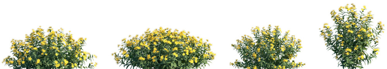 Set of Hypericum monogynum frontal isolated png on a transparent background perfectly cutout high resolution