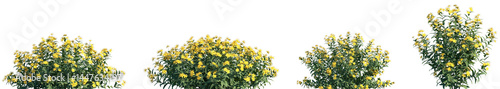 Set of Hypericum monogynum frontal isolated png on a transparent background perfectly cutout high resolution