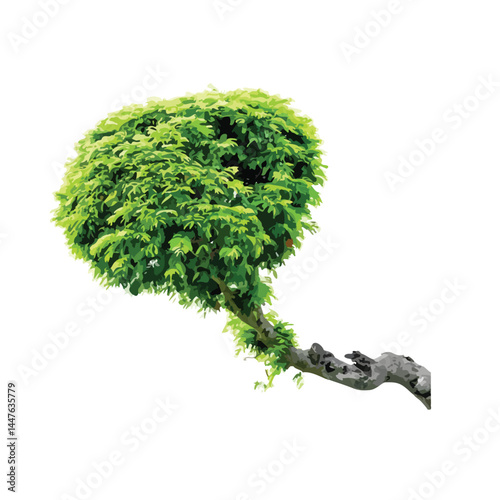 Vector watercolor green tree or forest side view isolated on white background for landscape and architecture drawing,elements for environment or and garden,Shrub for section