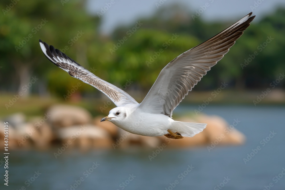 Fototapeta premium Seagull Flying Above Water