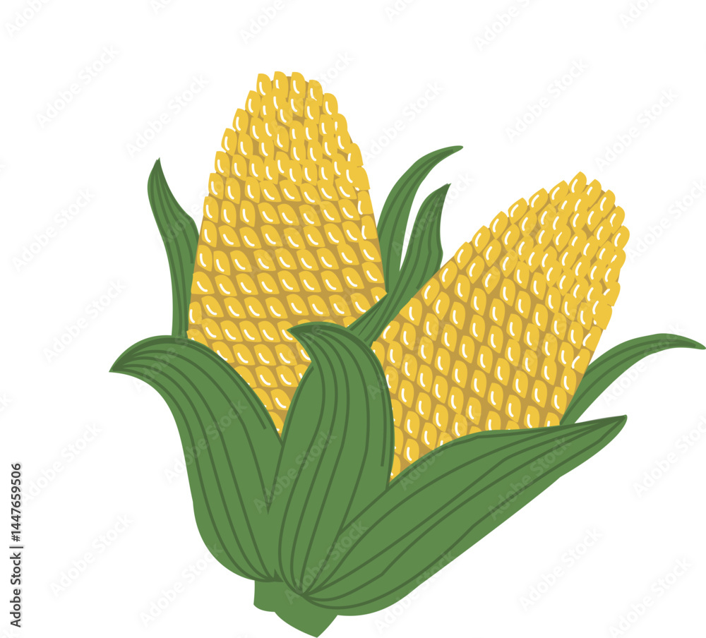 Obraz premium Vector of a two corn