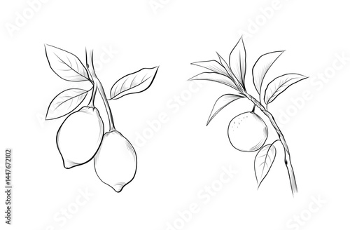 Lemon and orange fruit branch line art coloring page vector