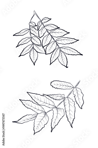 Ash tree branch with leaves botanical outline coloring page vector