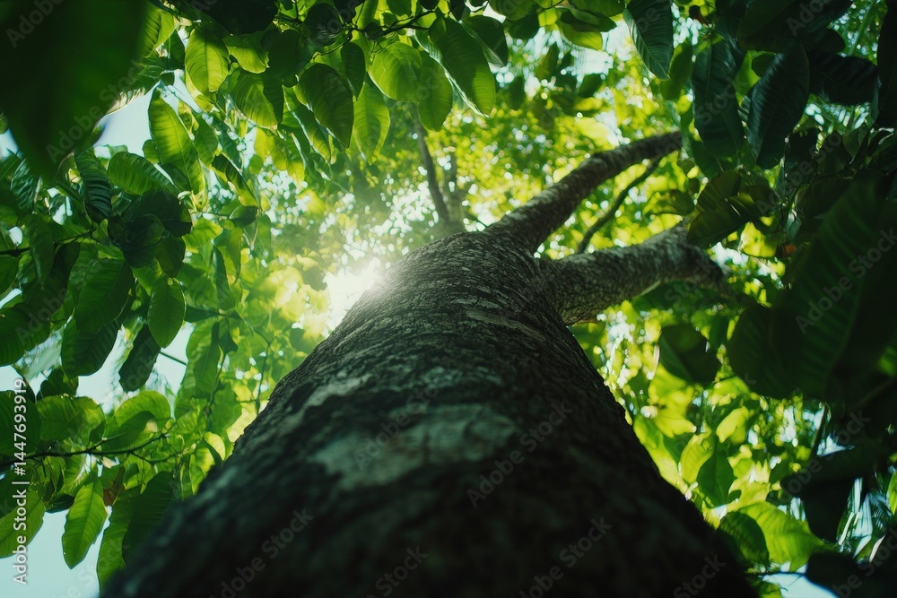 Fototapeta premium Looking up through tree branches and leaves to the sky light
