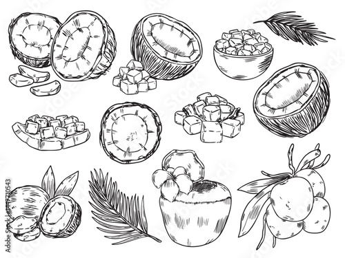 Set of hand drawn coconut with nata de coco outline drawing food illustration vector set3