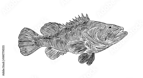 Intricate vector illustration of a fish with detailed scales and fins. Perfect for nature, marine life, and wildlife themes. Explore underwater biodiversity. Ideal for educational and artistic use.