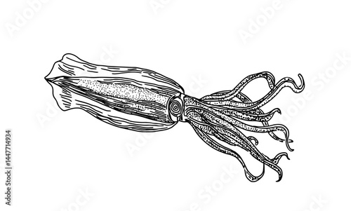 kurkaty_Squid._a_simple_flat_illustration_--ar_32_--sref_http_e0eb0836-e446-4d4d-b39f-236ed7947c65_1
