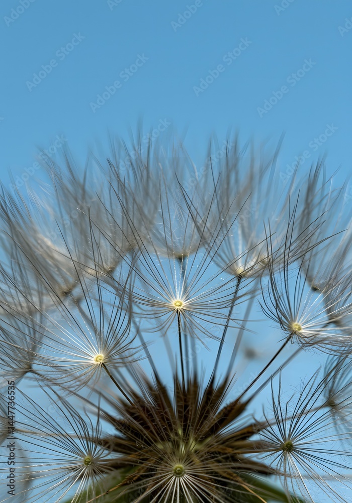 Fototapeta premium Close-Up of Dandelion Seeds Against a Clear Blue Sky.