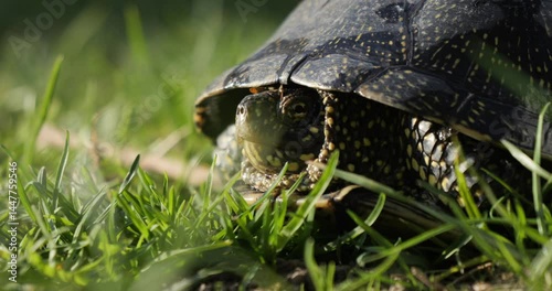 A turtle crawls across a clearing with green grass. A European pond turtle basks in the evening sun. Flora and fauna in Ukraine.