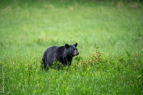 Black Bear in the Field