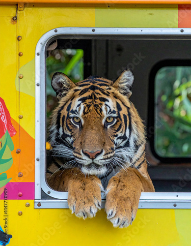 Majestic Bengal tiger curiously peering open window brightly colored vintage ice cream truck parked unexpectedly lush jungle clearing striped face filling frame. photo
