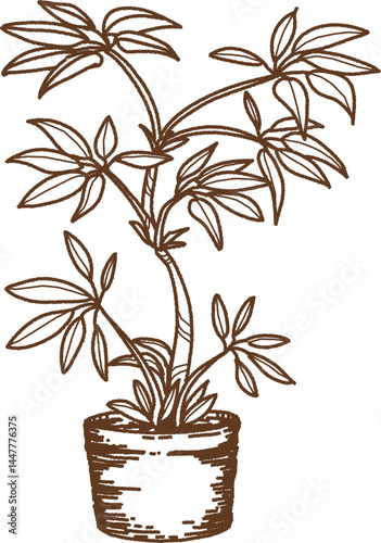 観葉植物の線画のイラスト