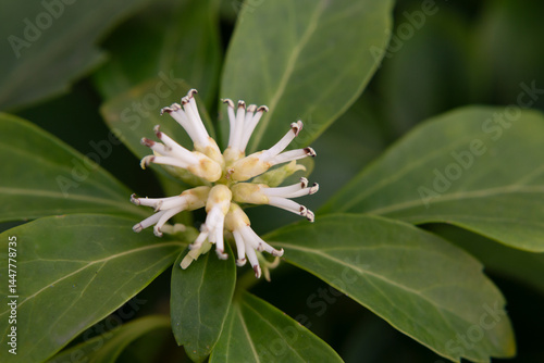 Japanese Pachysandra Flowers in Bloom. A small white flower on a branch in the garden, macro. photo