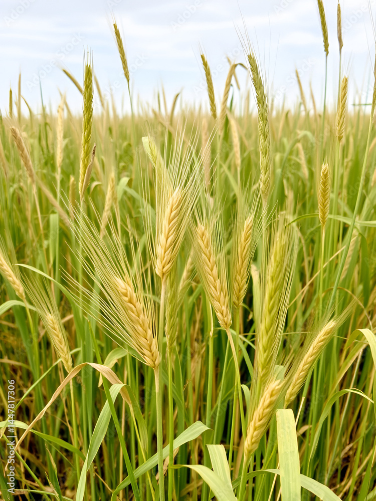 Obraz premium Wheat and tares growing together in a field with weeds , field, crops, field, crops, weeds, coexistence