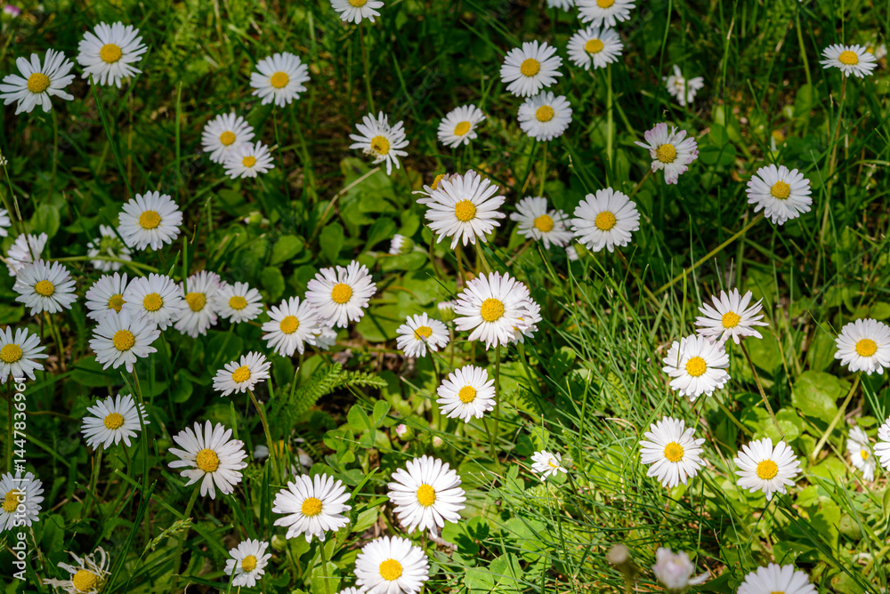 Fototapeta premium daisies in the grass