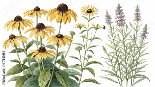 Illustration showing a variety of garden flowers including black eyed susans and lavender plants