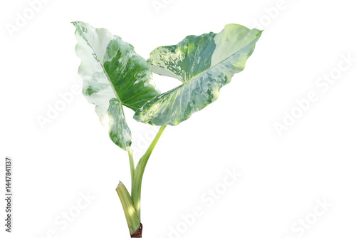 White Giant Elephant Ear plant on isolated background
