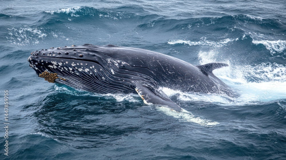 Fototapeta premium Whale breaching ocean waves, wildlife documentary