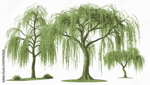 Illustration of three weeping willow trees with green foliage on a white background in landscape view