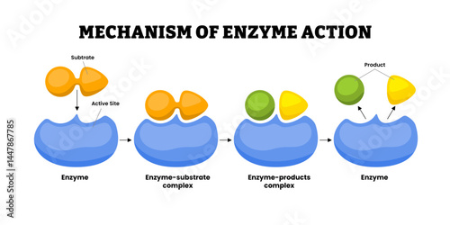 Human mechanism of enzyme action with substrate and product complexes diagram, educational medical poster design healthcare scheme, labeled Product Formation Process. Enzyme Kinetic illustration.