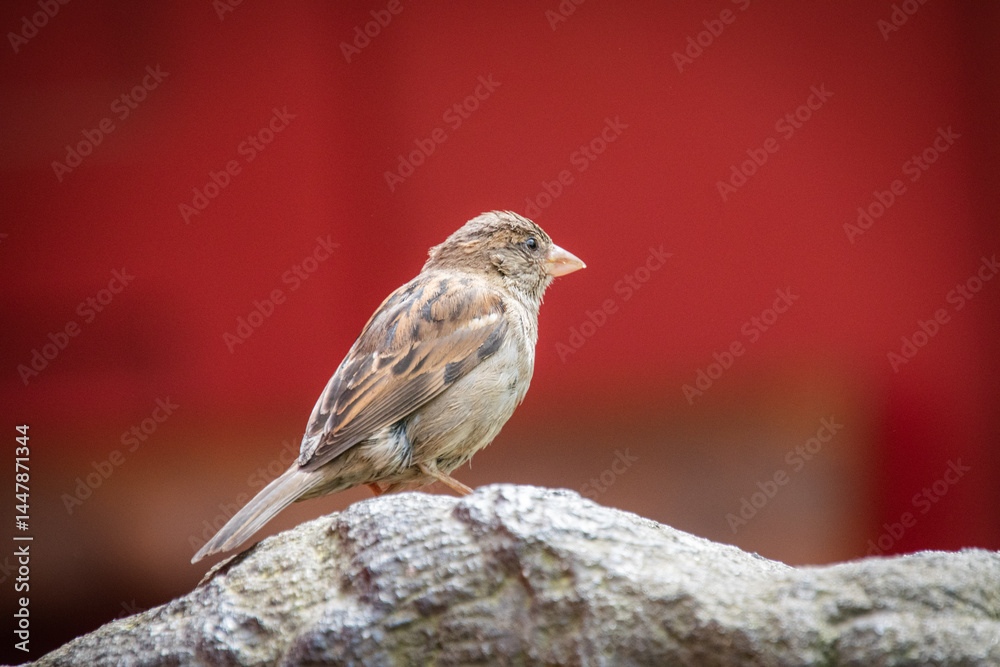 A closeup shot of a cute sparrow sitting on a stone statue A closeup shot of a cute sparrow sitting on a stone statue