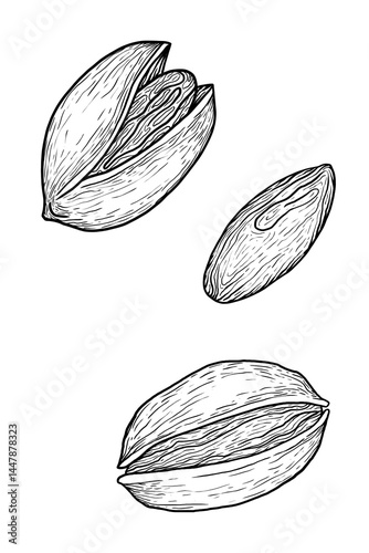 Hand-drawn pistachio nuts, vintage ink sketch of pistachios in shell and shelled, black and white illustration