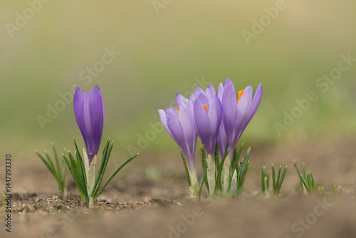 Wild purple crocuses blooming in their natural environment in the mountain. Spring, Bulgaria