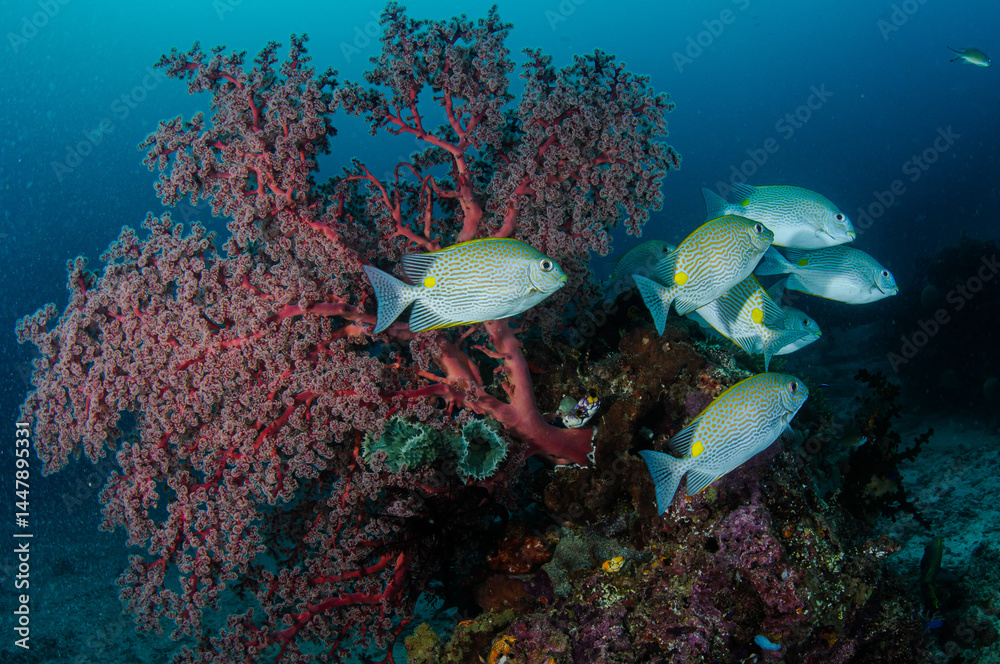 Obraz premium Sweetlips fish swimming gracefully near colorful coral formations in Raja Ampat, revealing marine ecosystem diversity within Indonesian underwater landscape