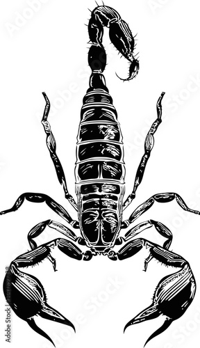 Black and white scorpion illustration on a plain background, conceptual tattoo design. Vector illustration