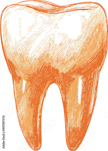 Illustration of a sketchy orange tooth with a detailed textured surface. Vector illustration