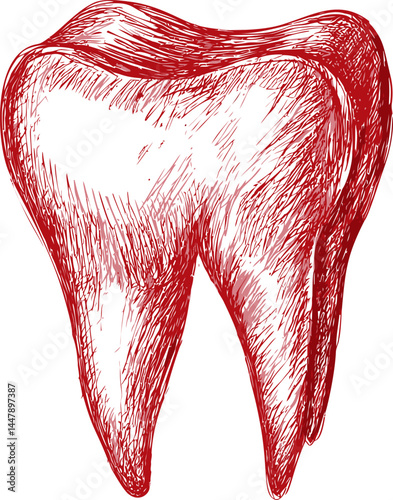 Hand-drawn illustration of a detailed red human tooth on white background. Vector illustration