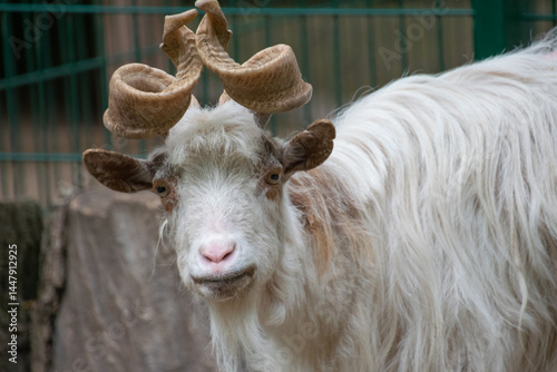 Girgentana goat close up