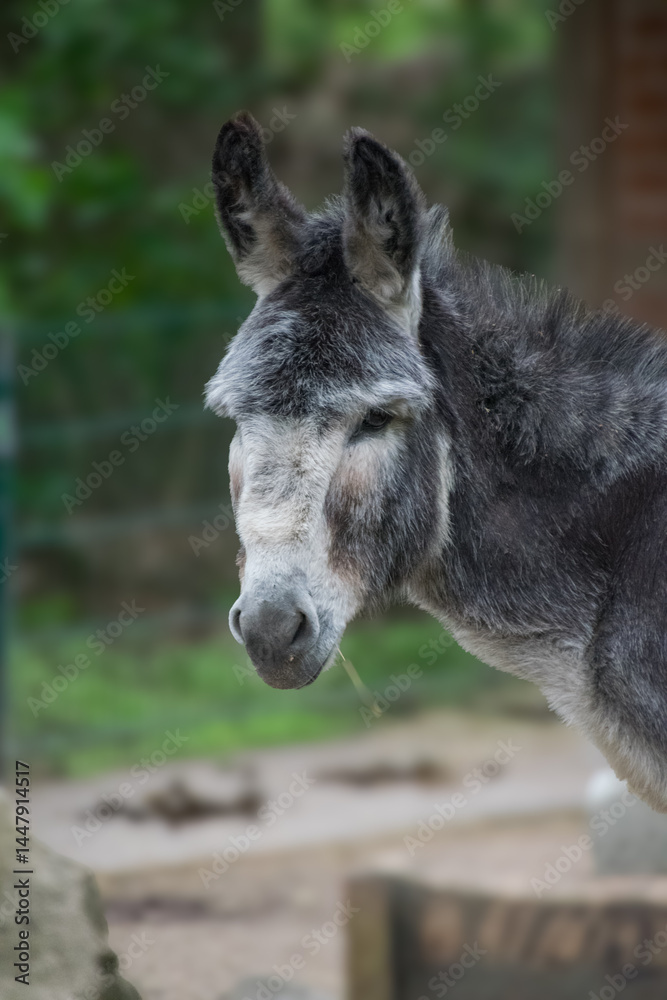 Fototapeta premium A vertical closeup shot of a grey donkey