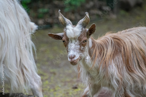 Girgentana goat close up
