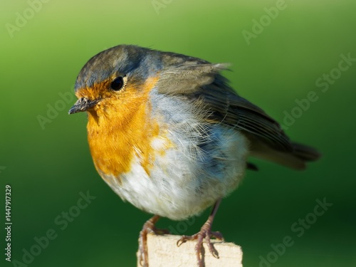 rouge gorge