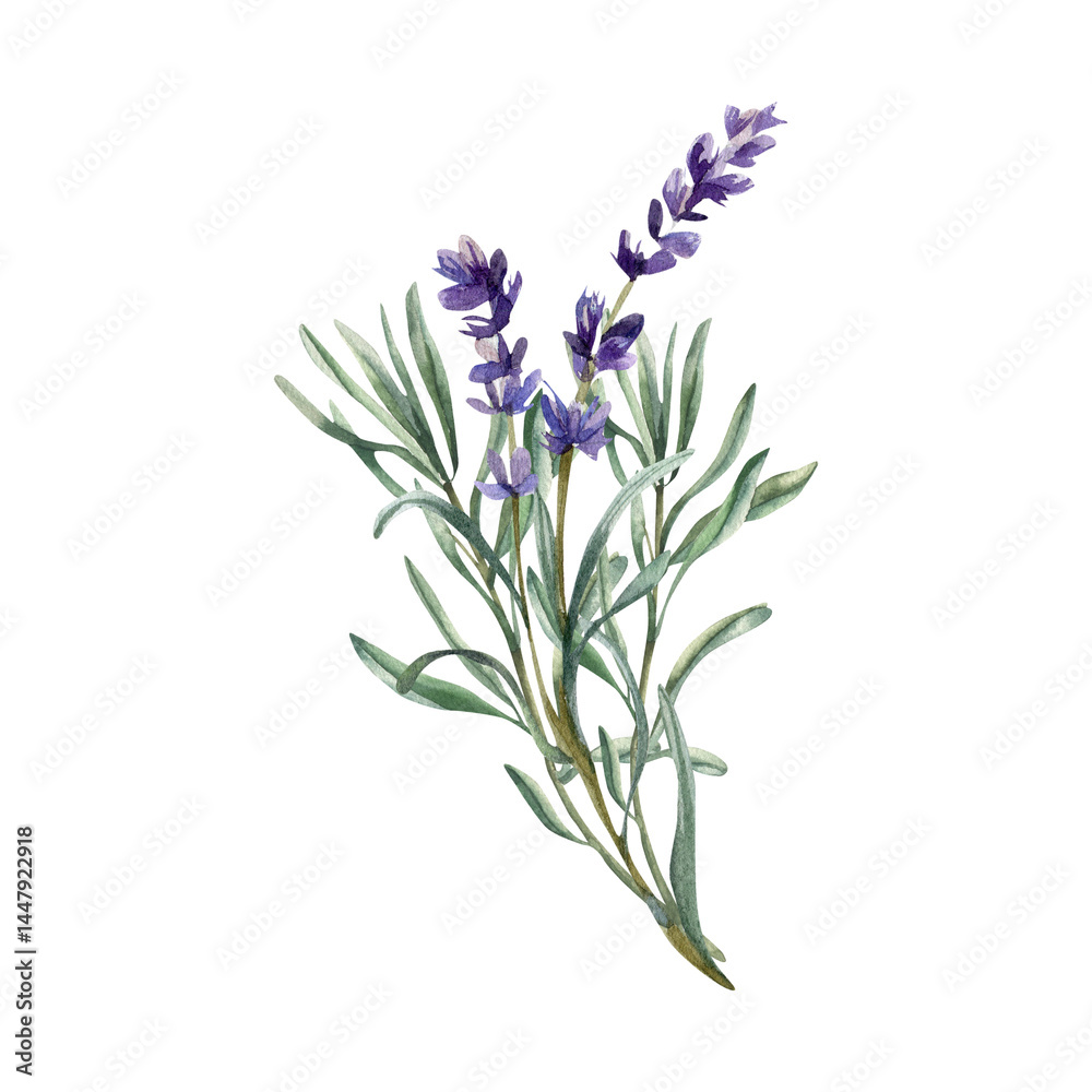 Fototapeta premium Lavender bouquet watercolor illustration with violet flowers and green leaves.Hand drawn wild field elements clipart for cosmetics, medicine product packing,poster, logo design