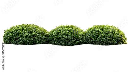 Three clipped evergreen shrubs in a row. cut out transparent