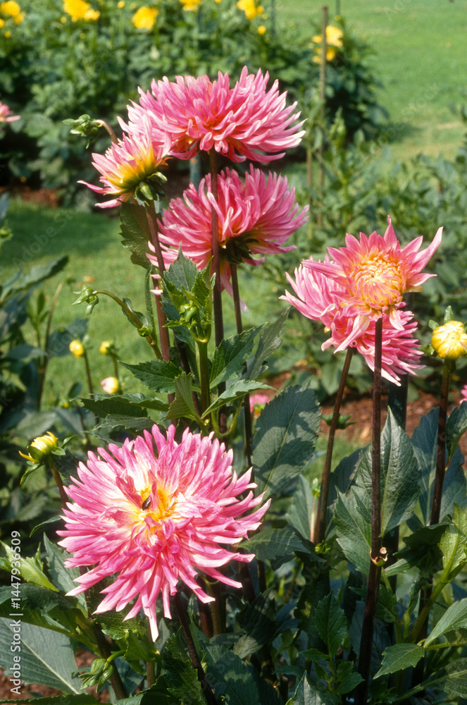 Fototapeta premium Dahlia cactus 'Aphalie'
