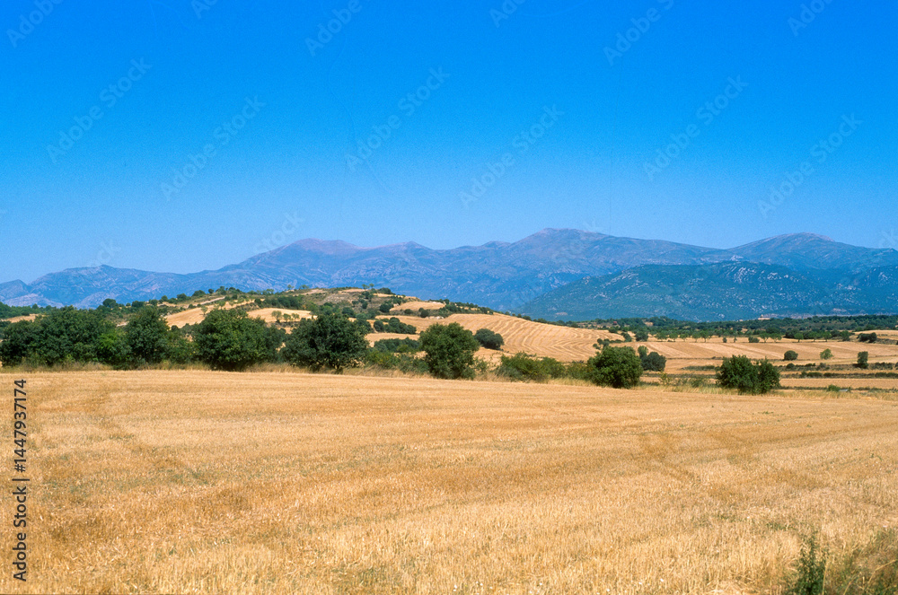 Fototapeta premium culture, blé, Province de Huesca, Aragon, Espagne