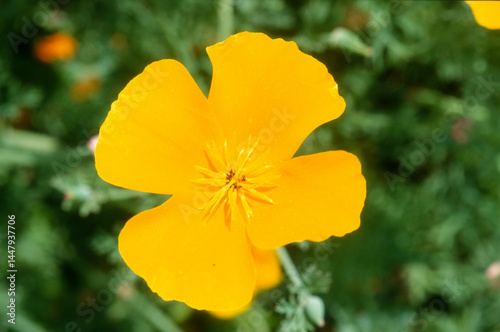 pavot de Californie, eschscholzia californica photo