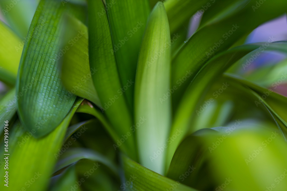 Fototapeta premium Natural background with green leaves and leaf pattern.Green nature background