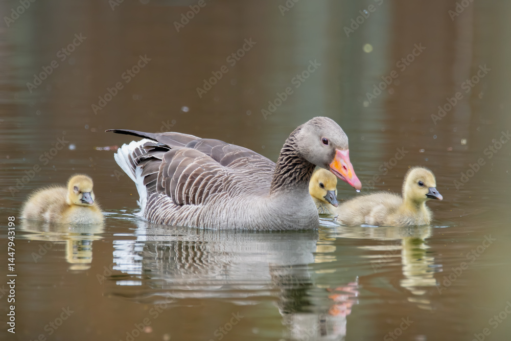 Fototapeta premium Graugans mit Küken schwimmt im See