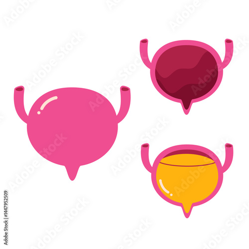 Human Bladder illustration 