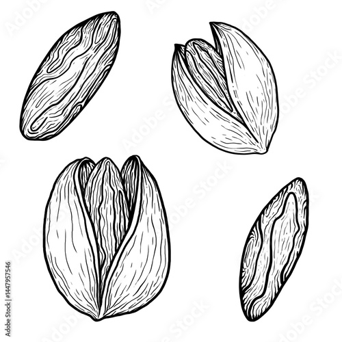 Hand-drawn black and white pistachio nuts illustration, isolated on white background