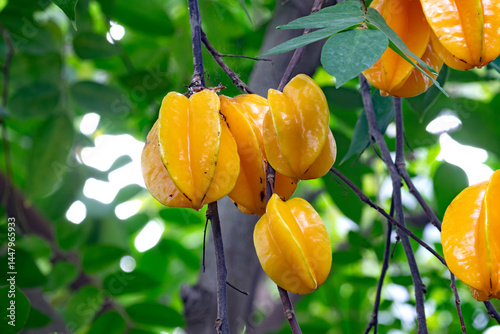 Close-up of star fruit or five-corner, binomial name Averrhoa carambola